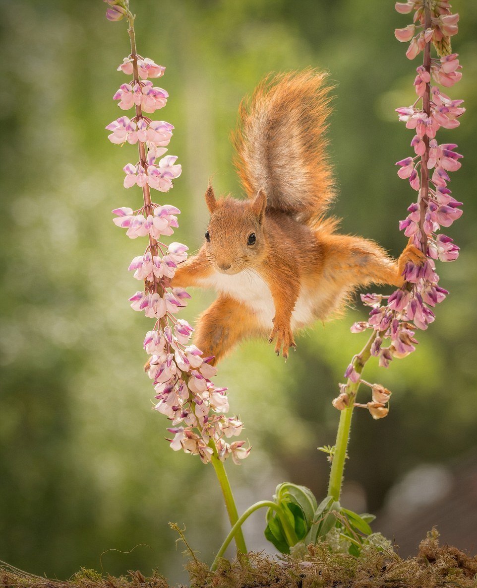 Гирт Вегген белки