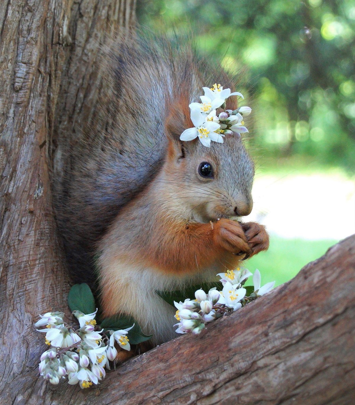 Белка весной