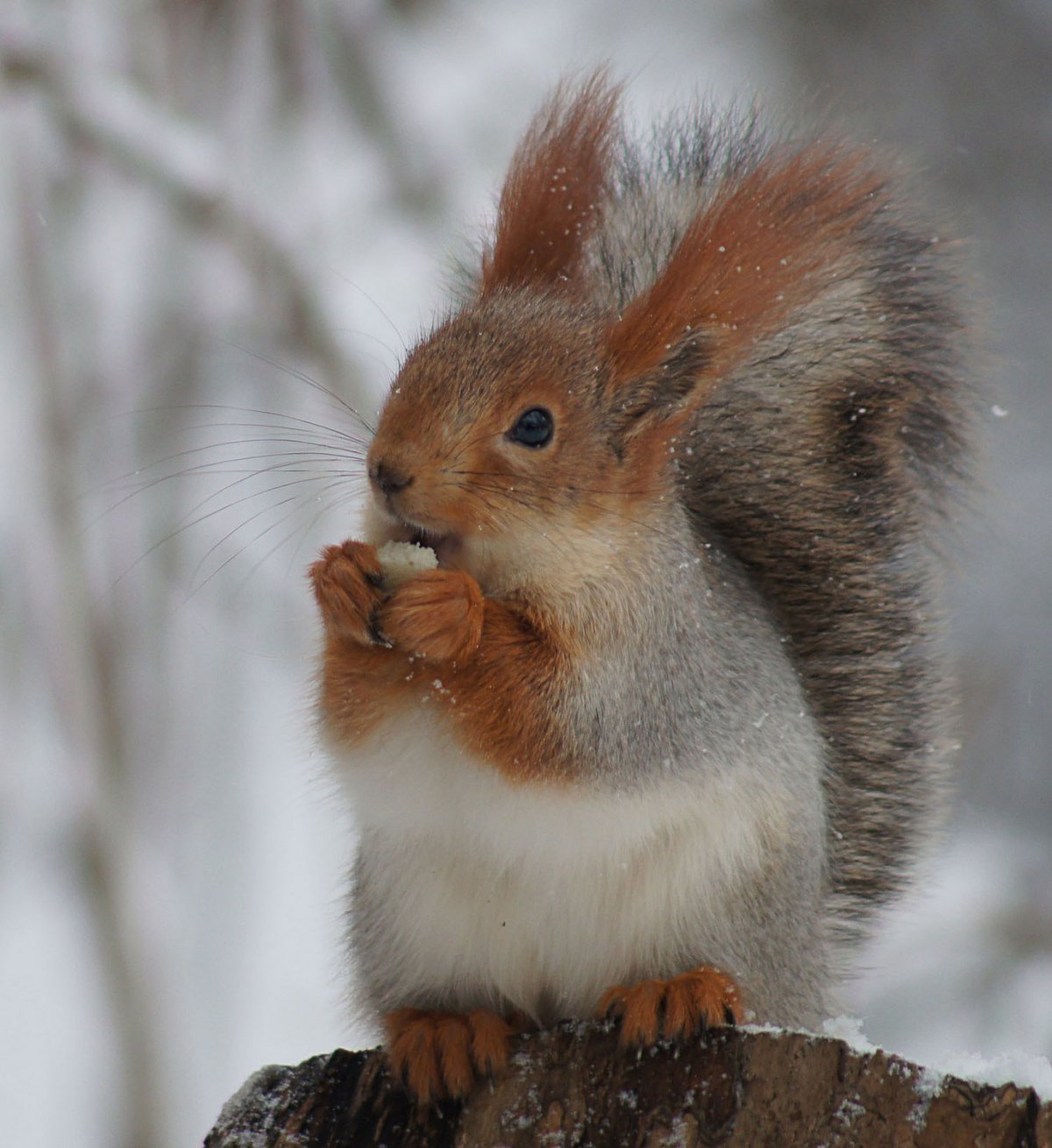 Белочка зимой