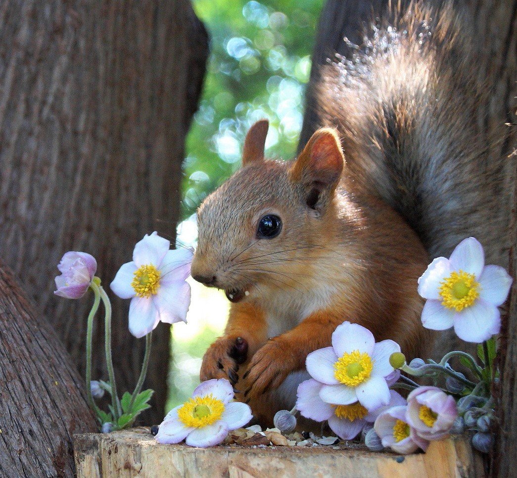 Лето природа животные