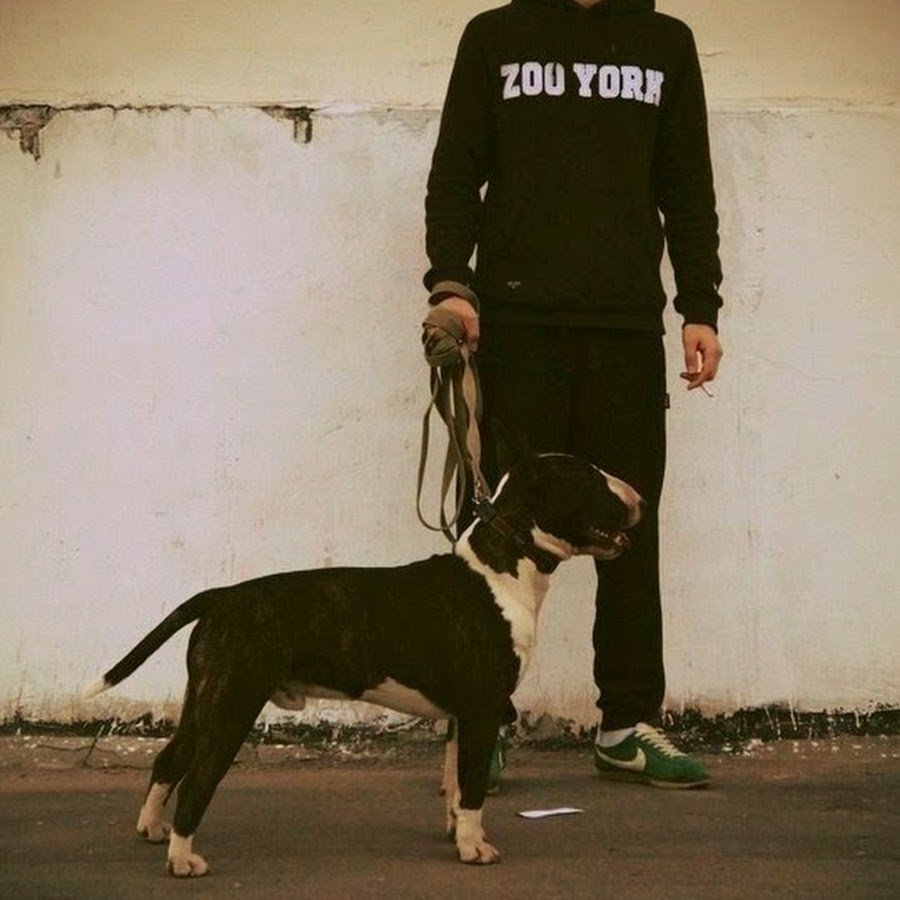 Парень с питбулем на поводке