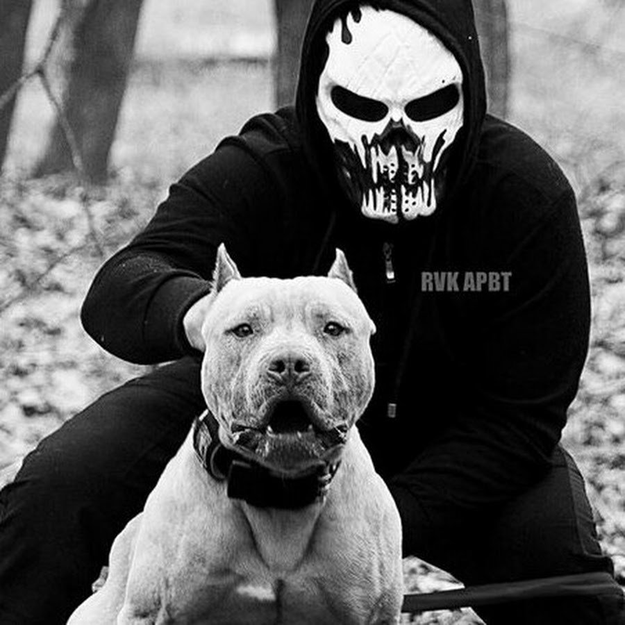 Парень с питбулем