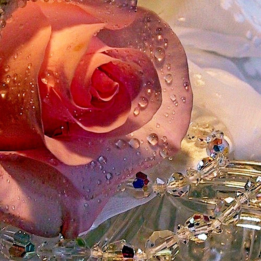 Самые красивые нежные розы