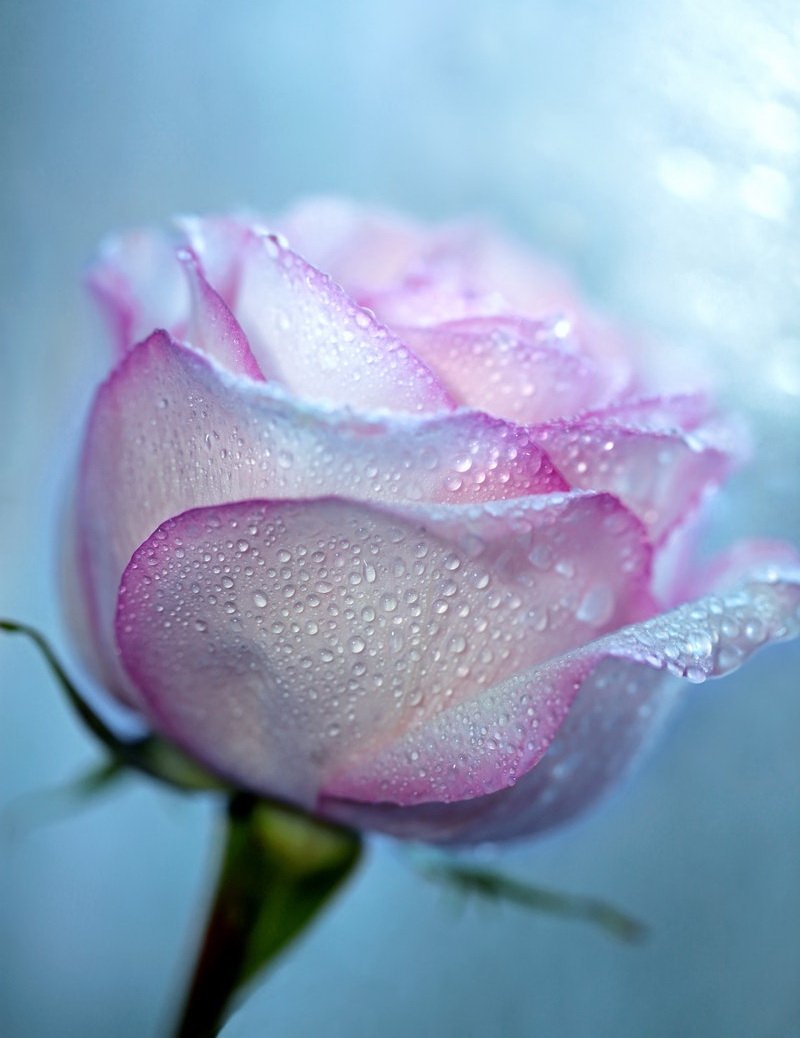 Нежные цветы в росе