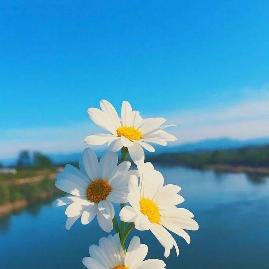 Счастье это когда у тебя есть утро и новый день