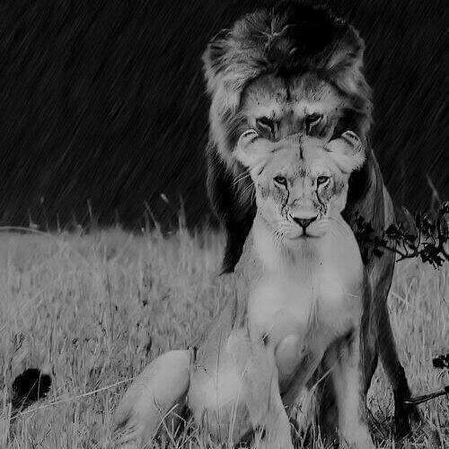 Два Льва синий и белый