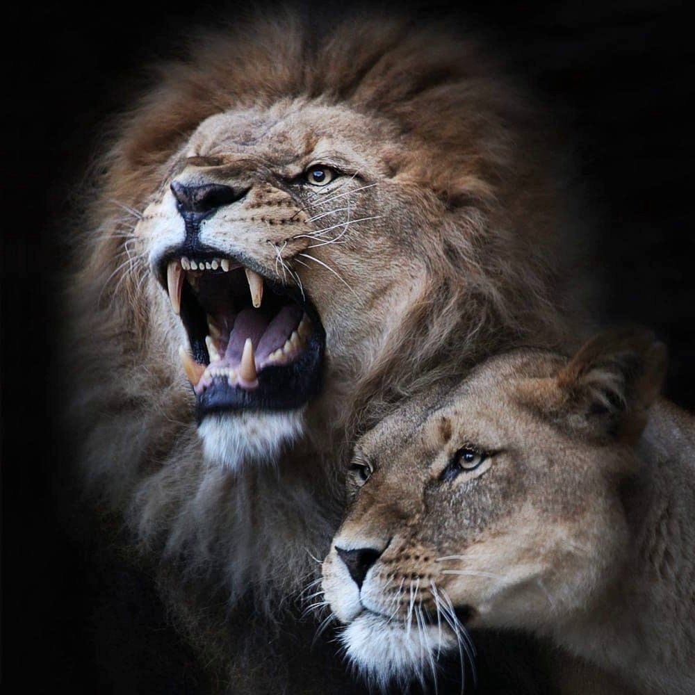 Лев строгий