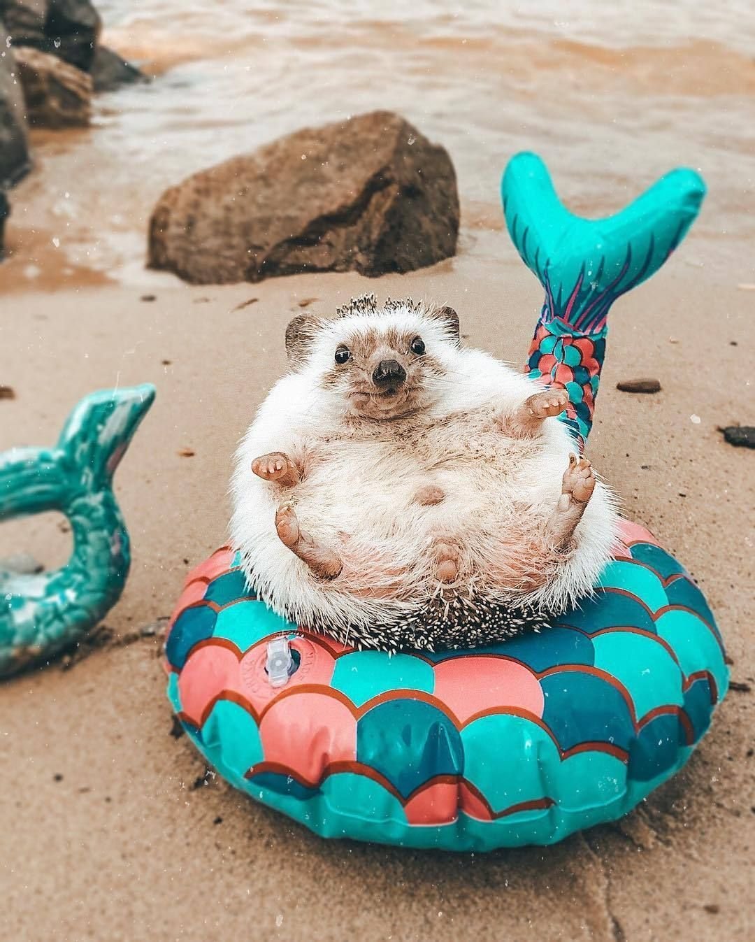 Аллан Диксон фотограф