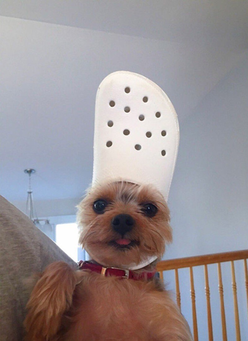 Собачки милые эстетичные