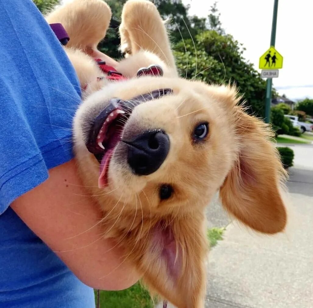 Счастливые животные