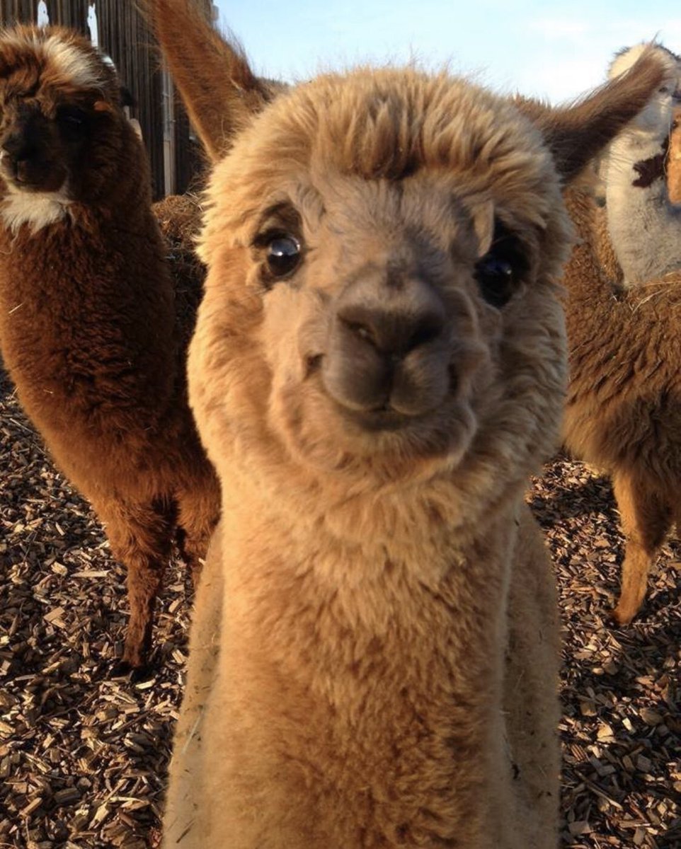 Люди и животные на природе