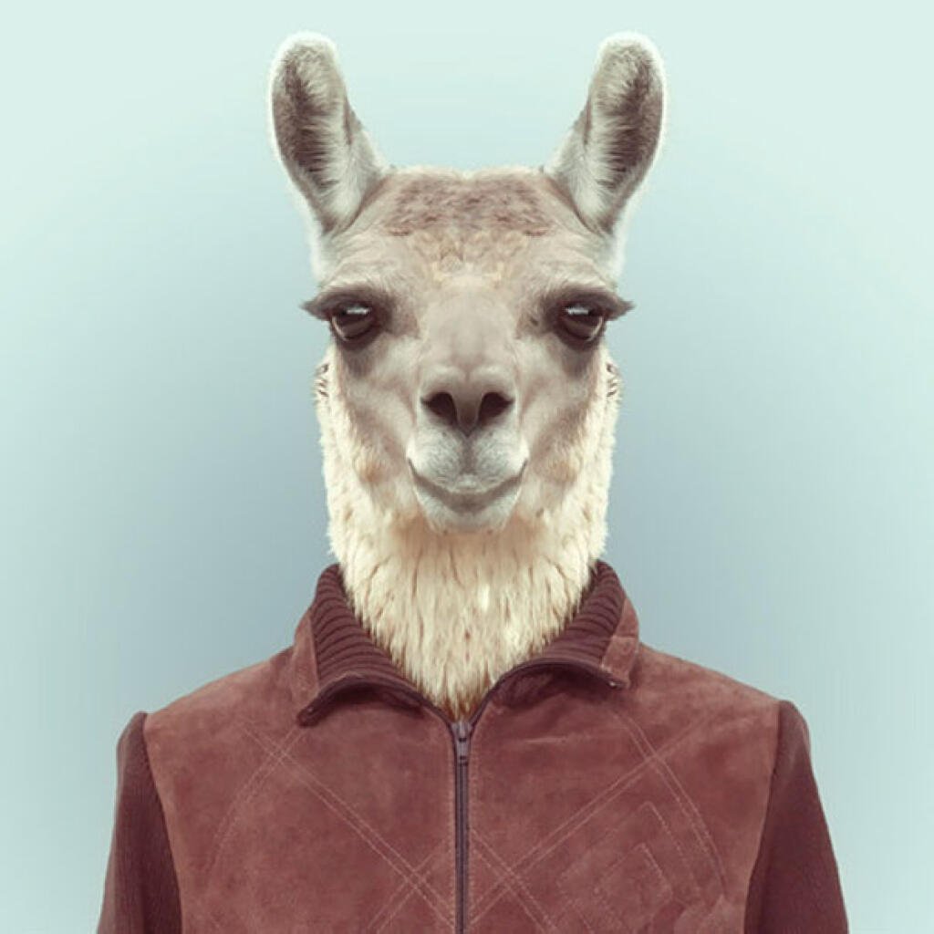 Шпиц в кепке и очках