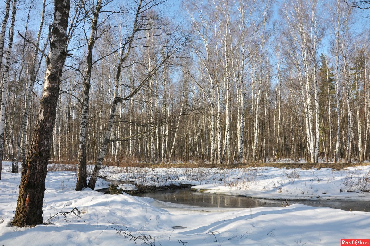 Ранняя Весна в лесу