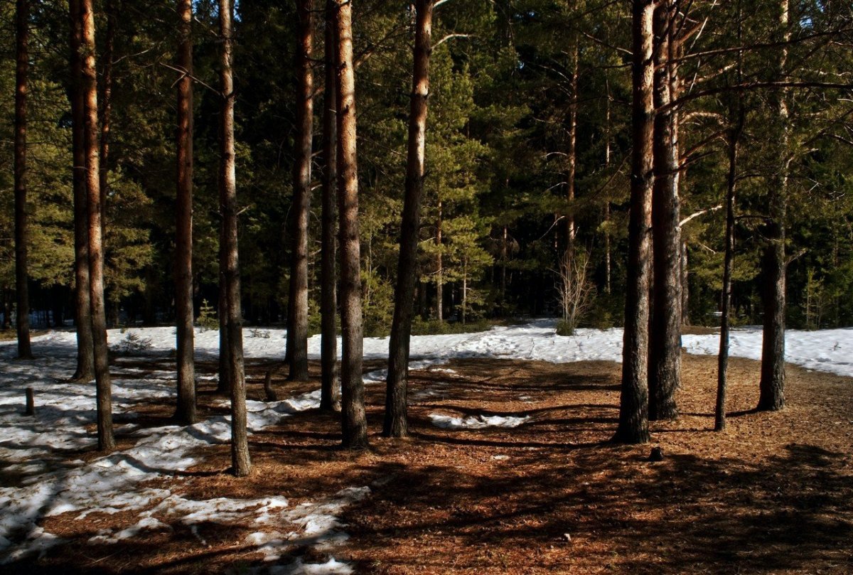 Сосновый Бор ранней весной