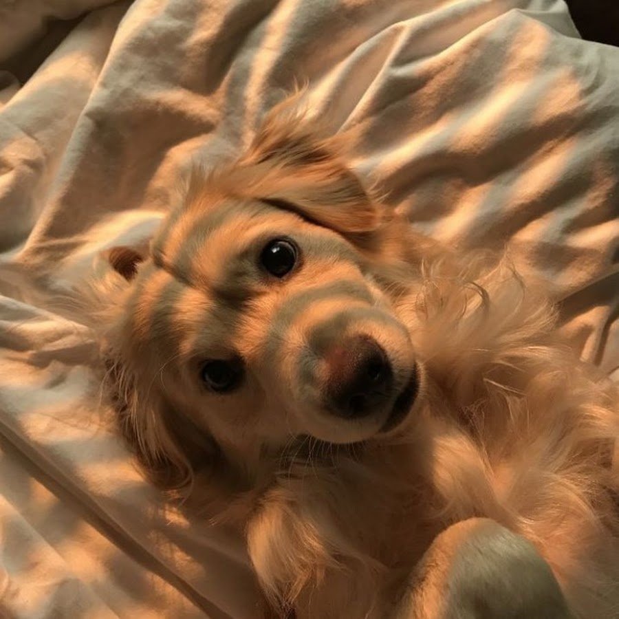 Креативные животные