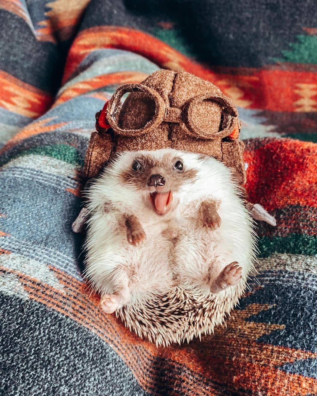 Красивые собаки