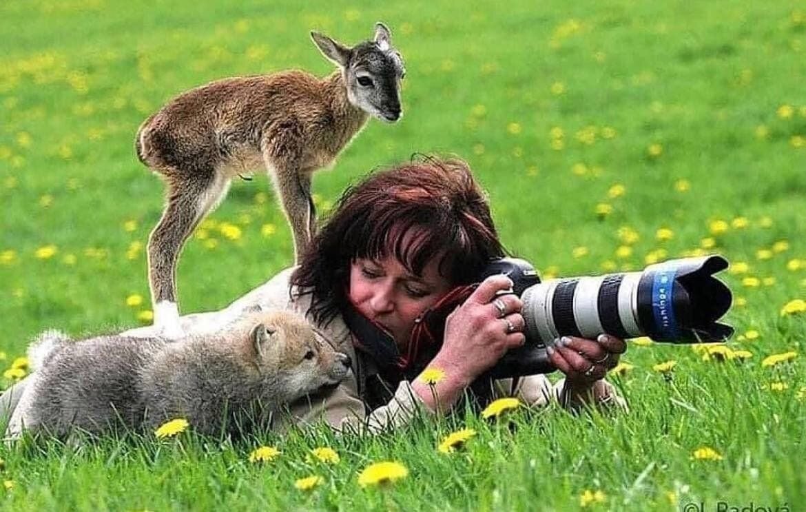 Милые мопсы арт