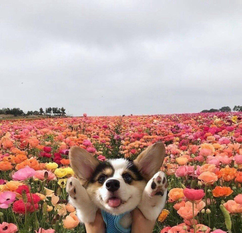 Забавные дети и животные