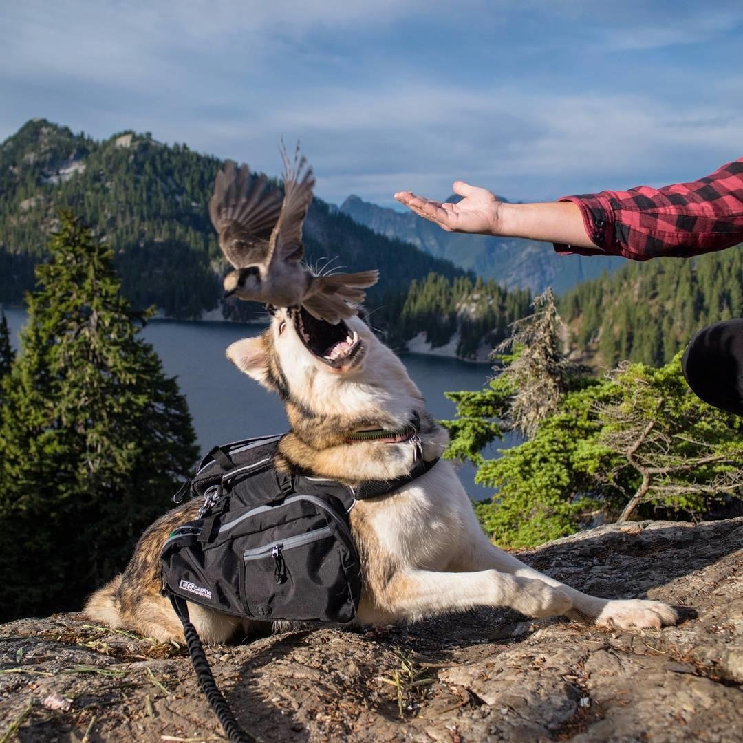 Эстетика собачек