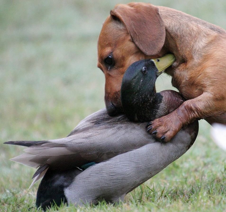 Алекс Солис (Alex Solis) - милота