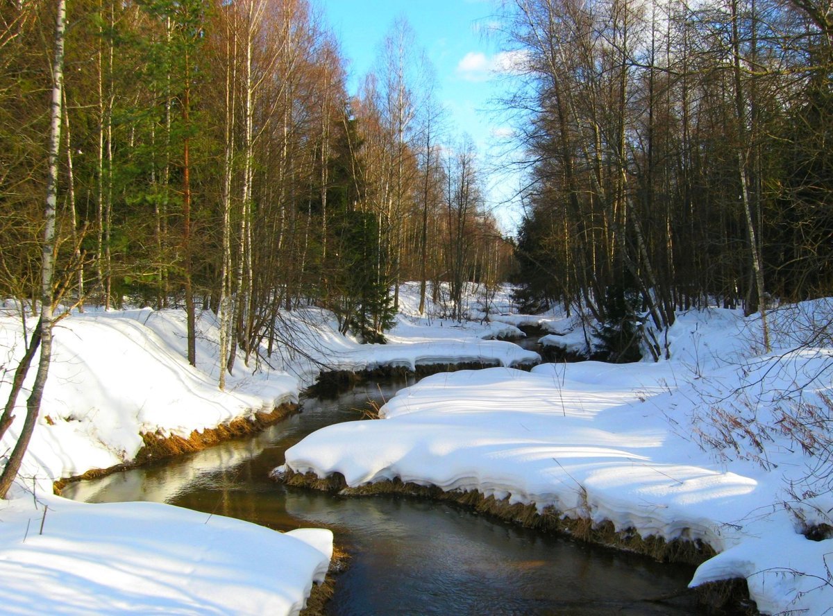 Весна март лес
