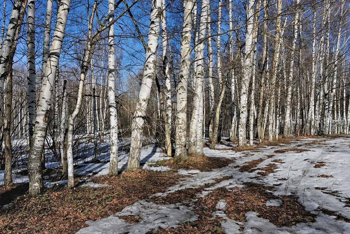 Весна в лесу