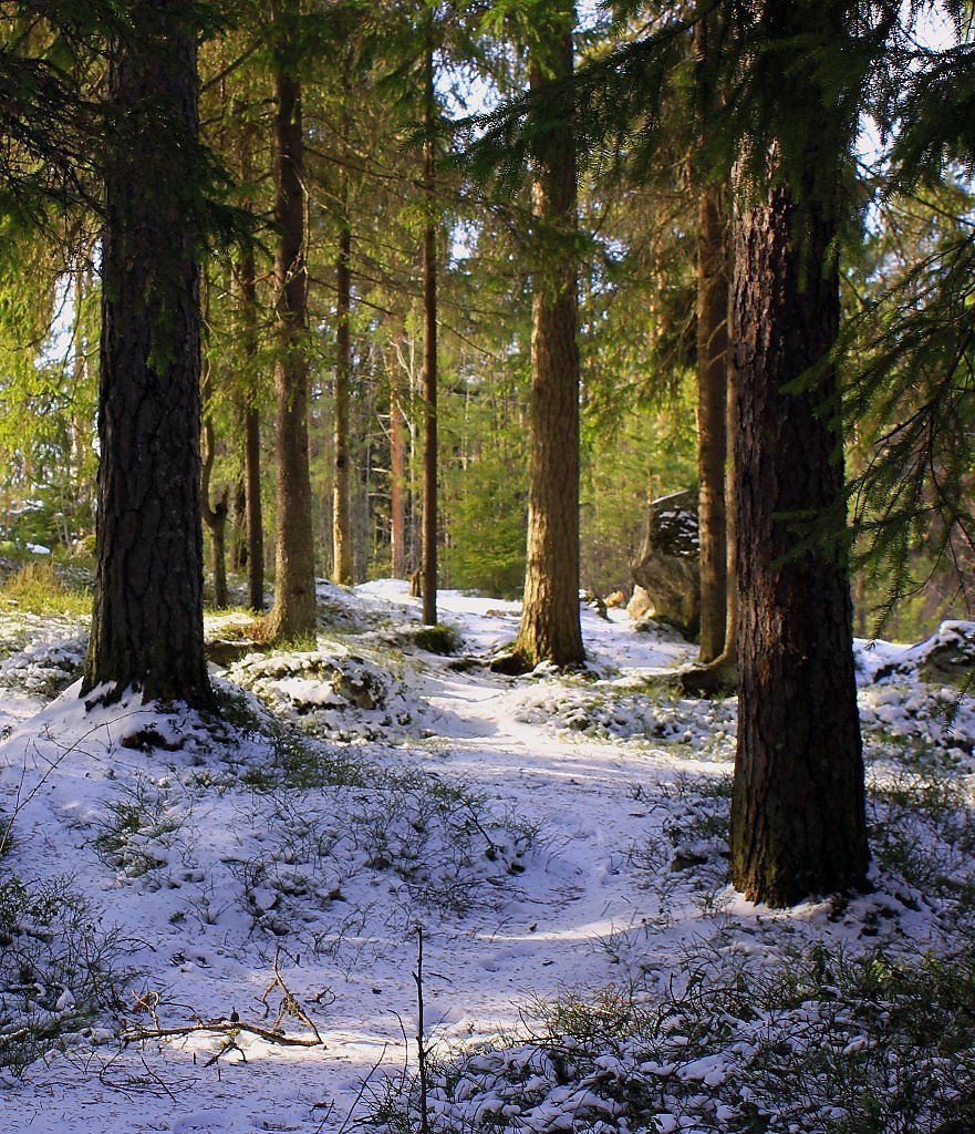 Март в лесу
