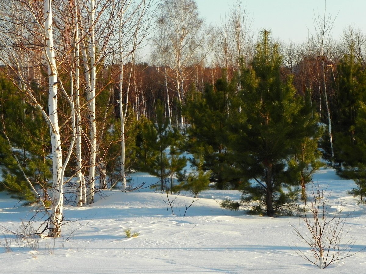 Лес в марте