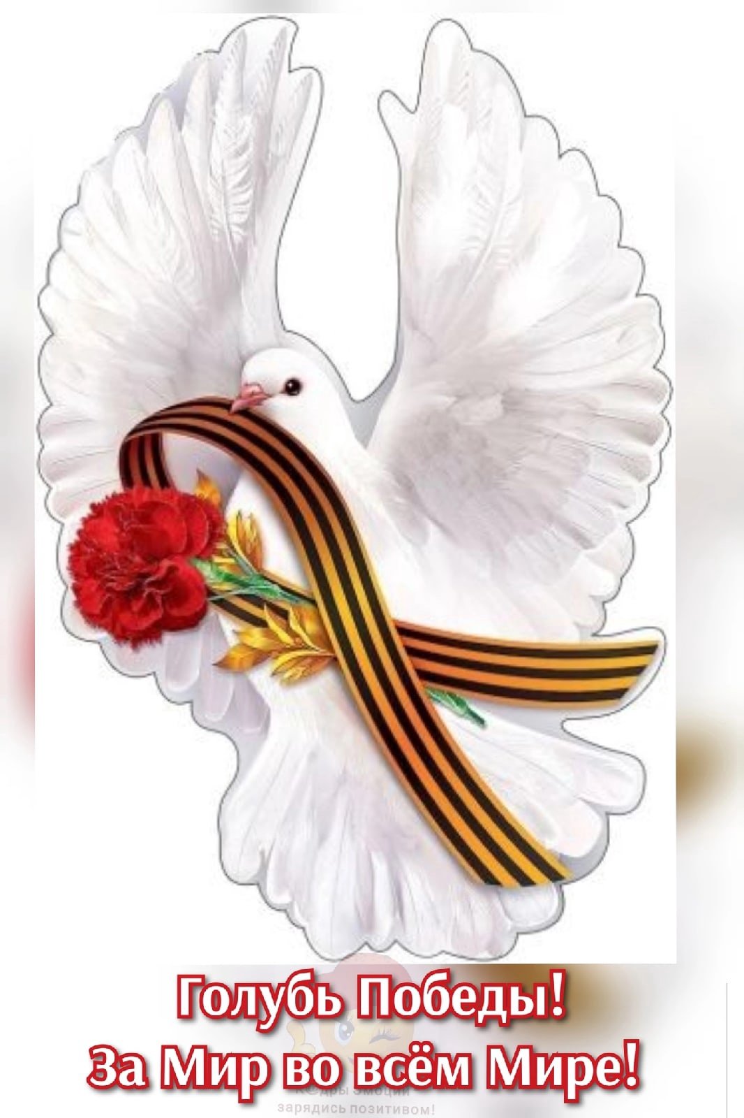 Голубь с георгиевской лентой