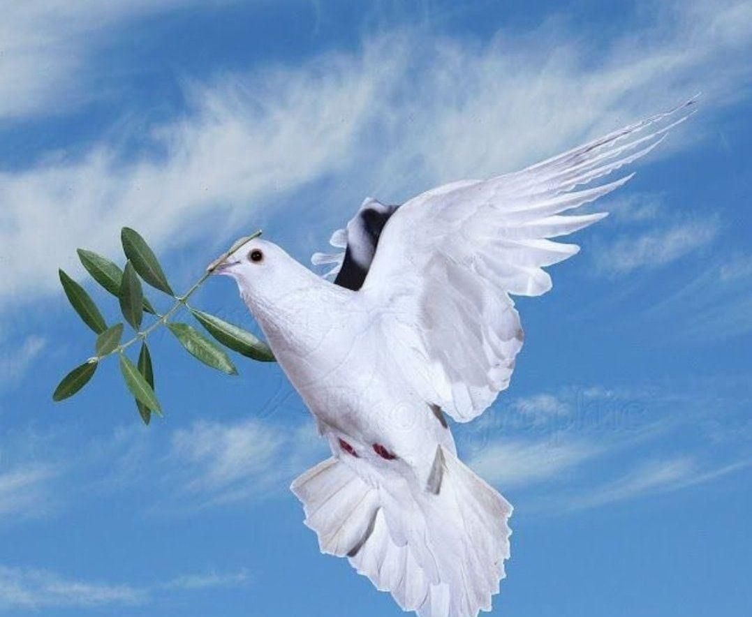 Стилизованный голубь мира