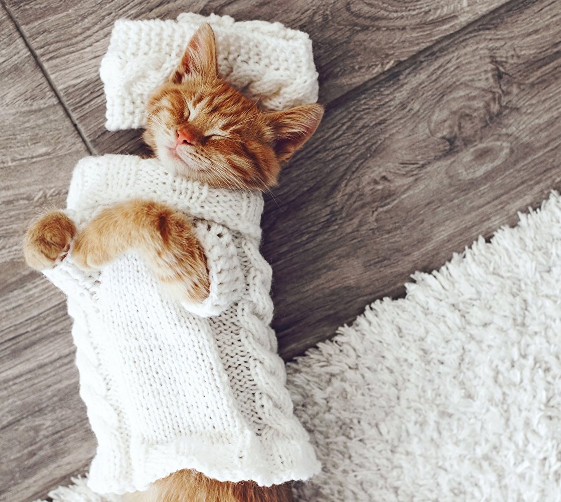 Свитер для кошки
