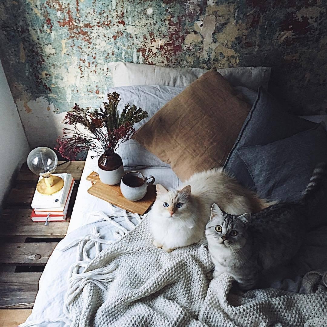 Кошачий уют