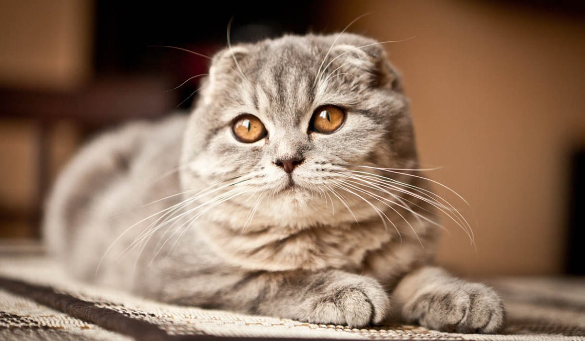 Шотландский вислоухий скоттиш