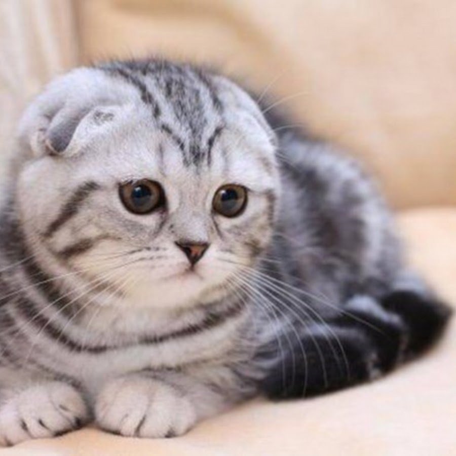 Шотландская вислоухая кошка