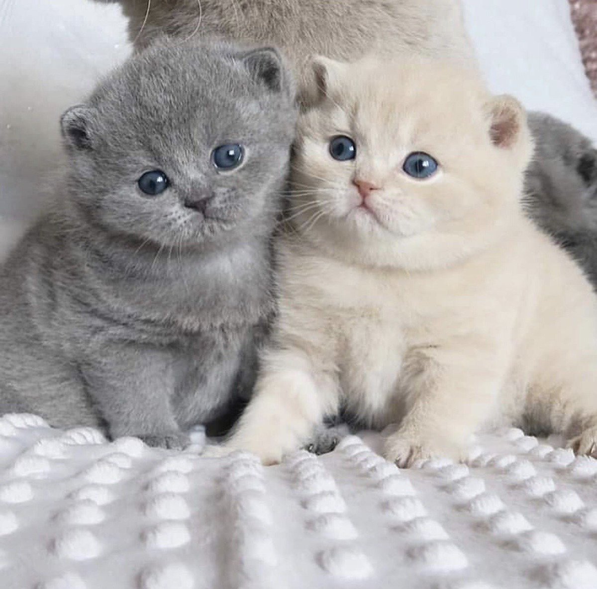 Вислоухие коты шотландцы