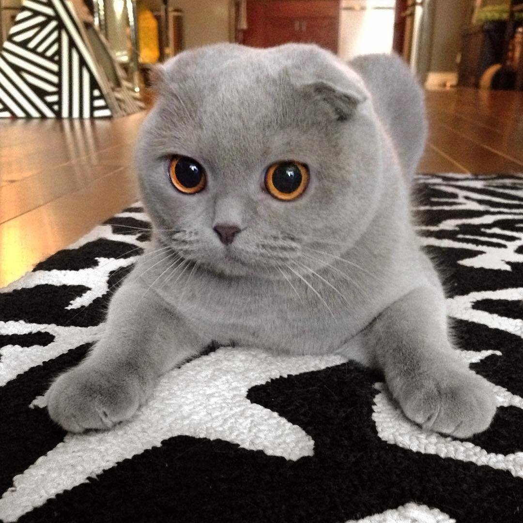 Шотландские котята скоттиш фолд