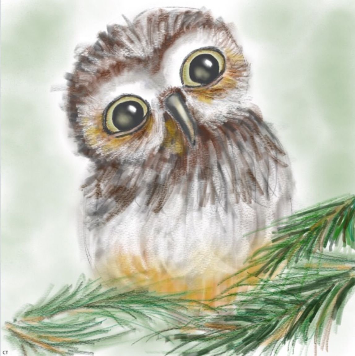 Раскрасить Филина цветными карандашами