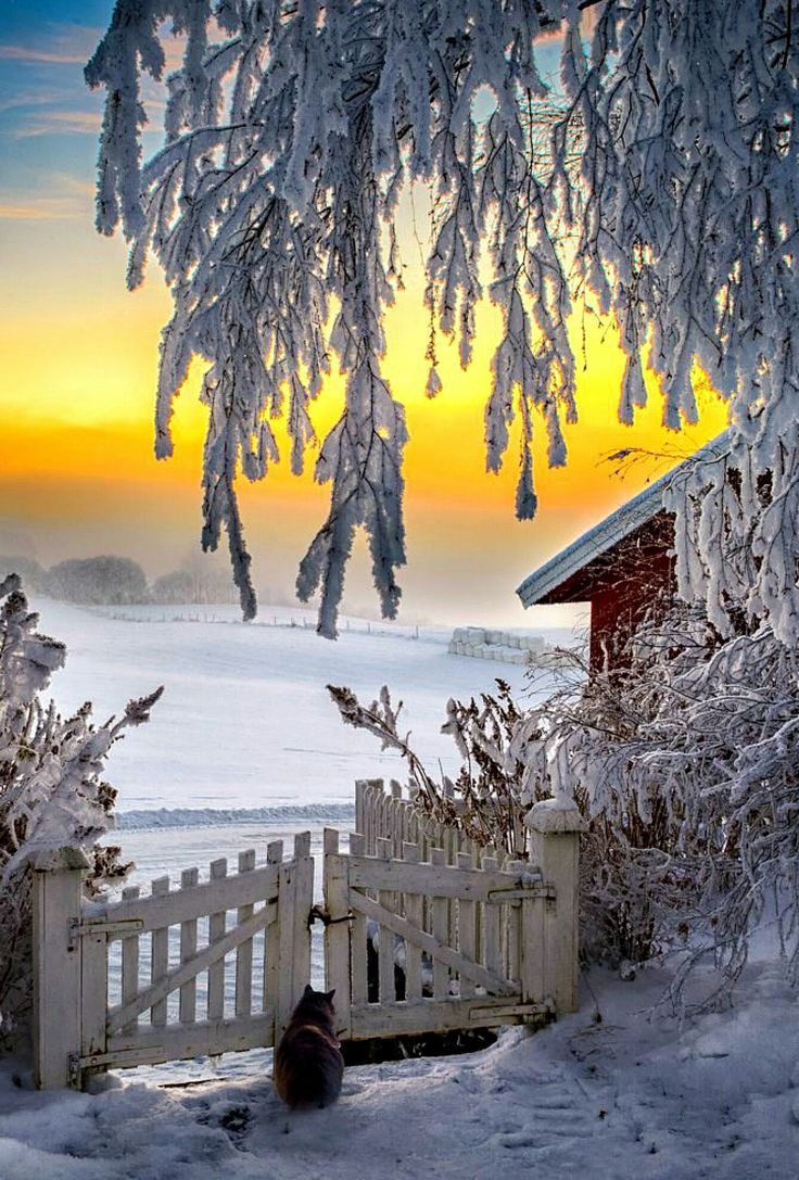 Зимнее утро