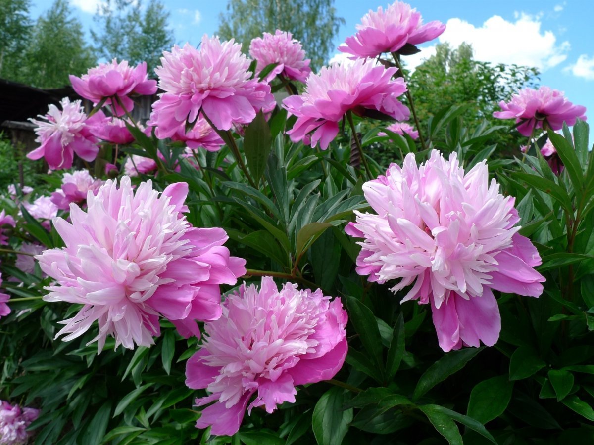 Пион Гарден Роуз