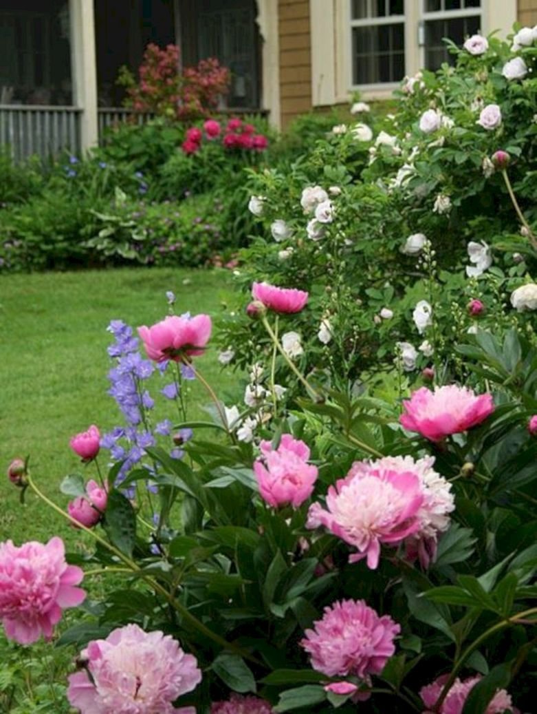 Пион английский сад Мюнхен