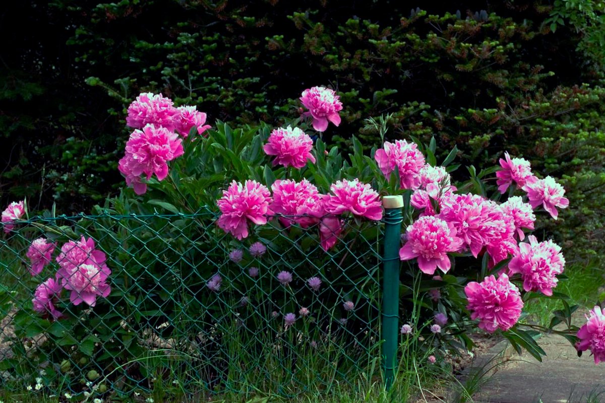 Моноцветник пионы