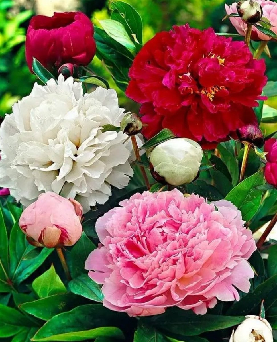 Пион Смоута