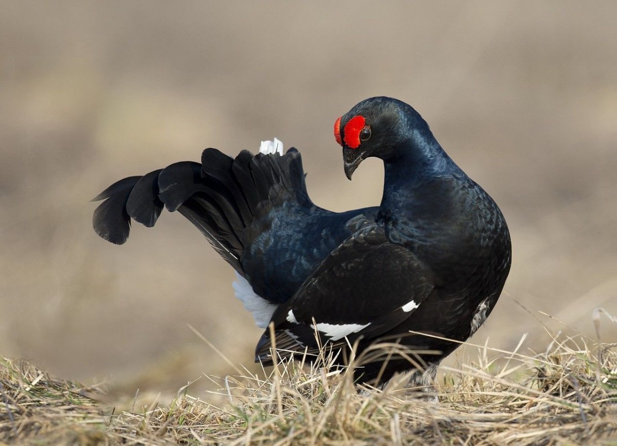 Кавказский тетерев