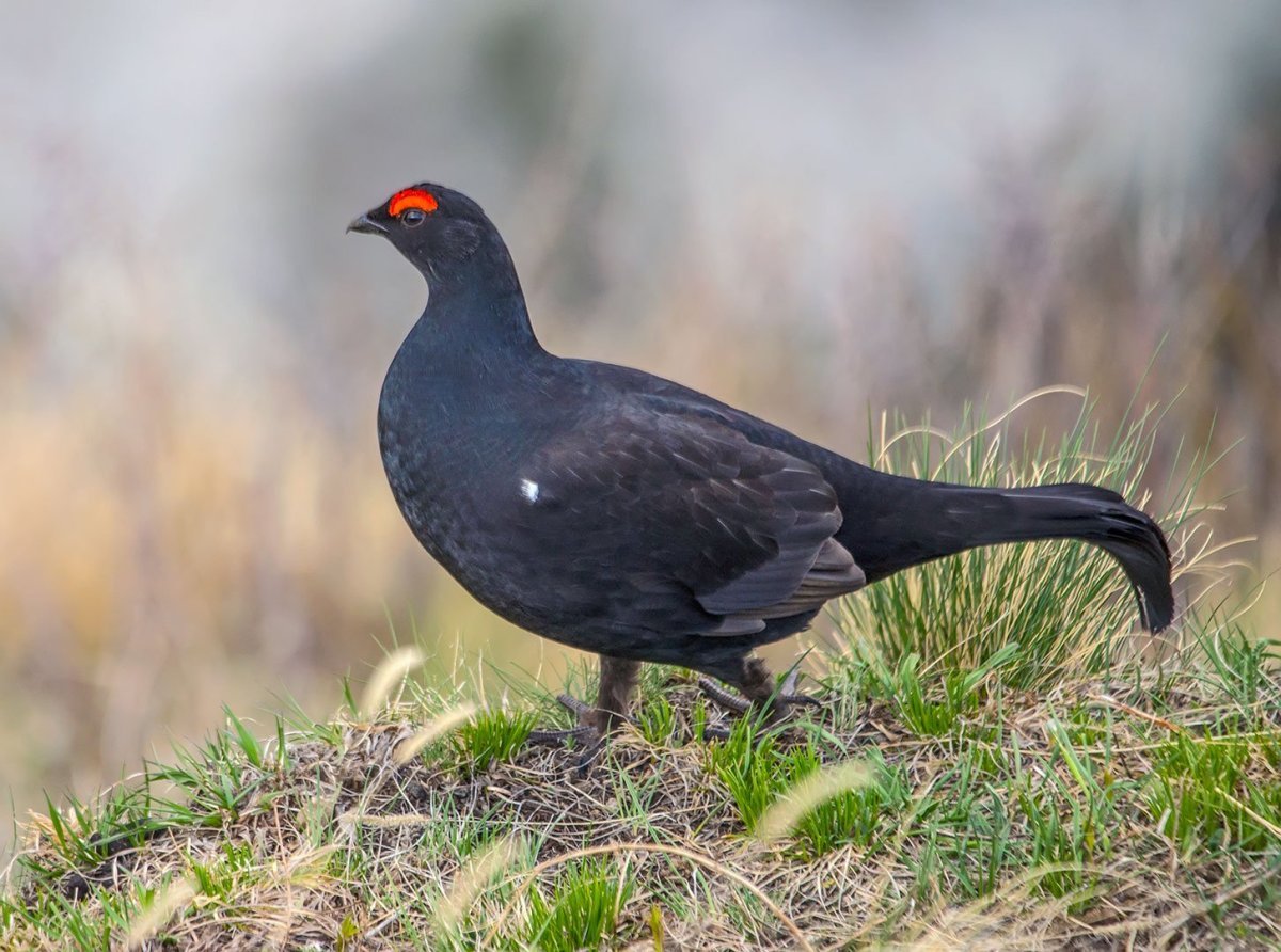Тетерев-Косач (Lyrurus Tetrix)