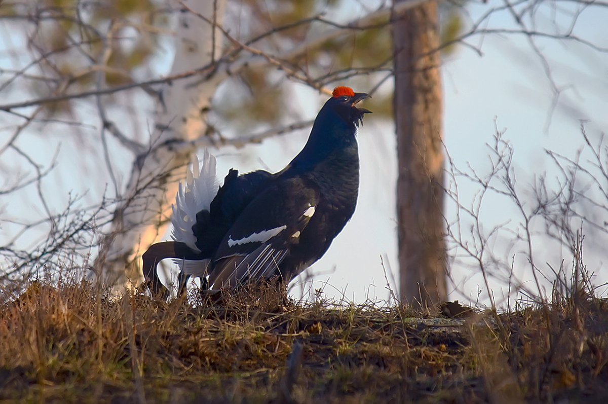 Кавказский тетерев Lyrurus mlokosiewiczi