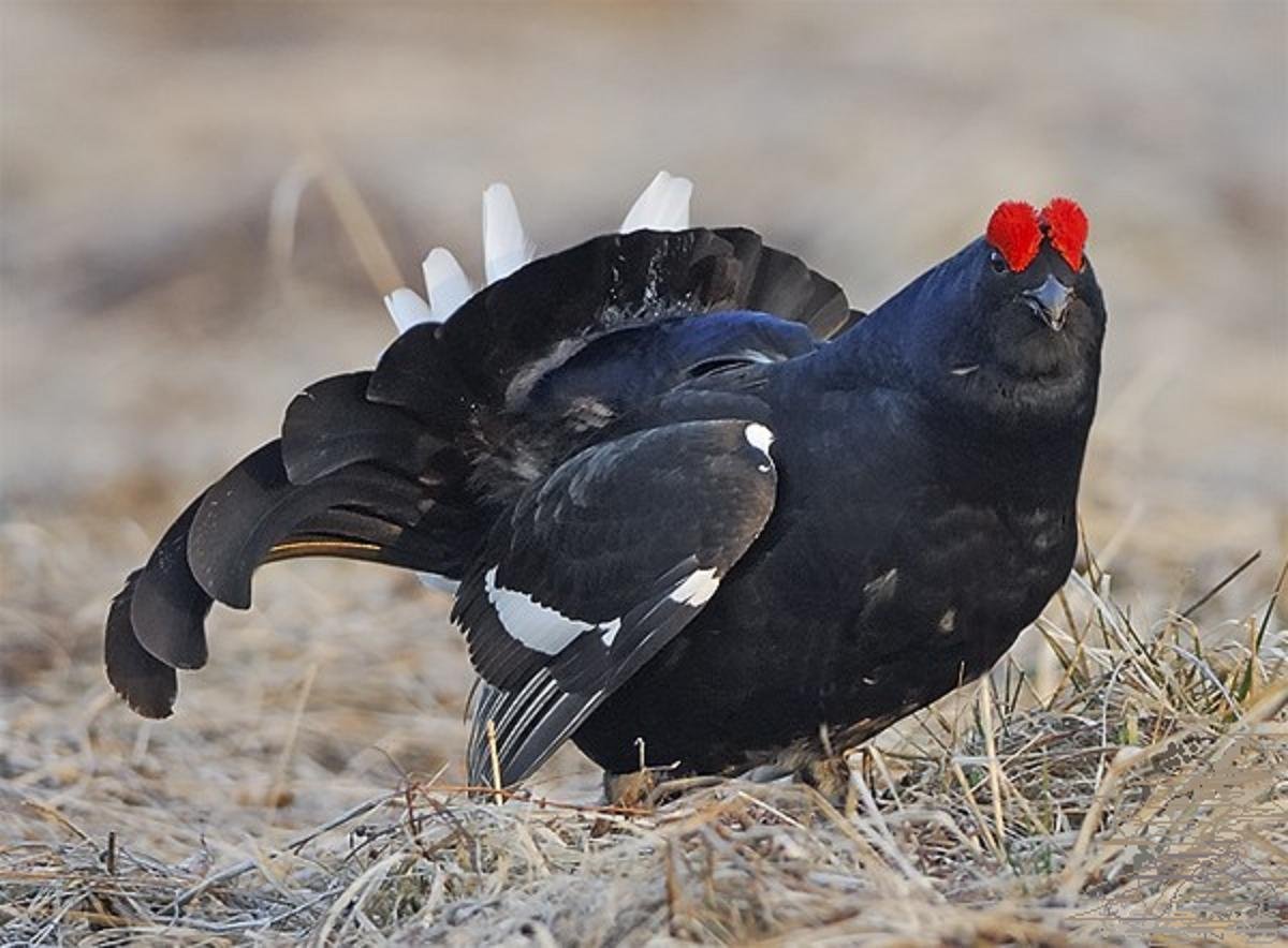 Тетерев Глухарь Косач
