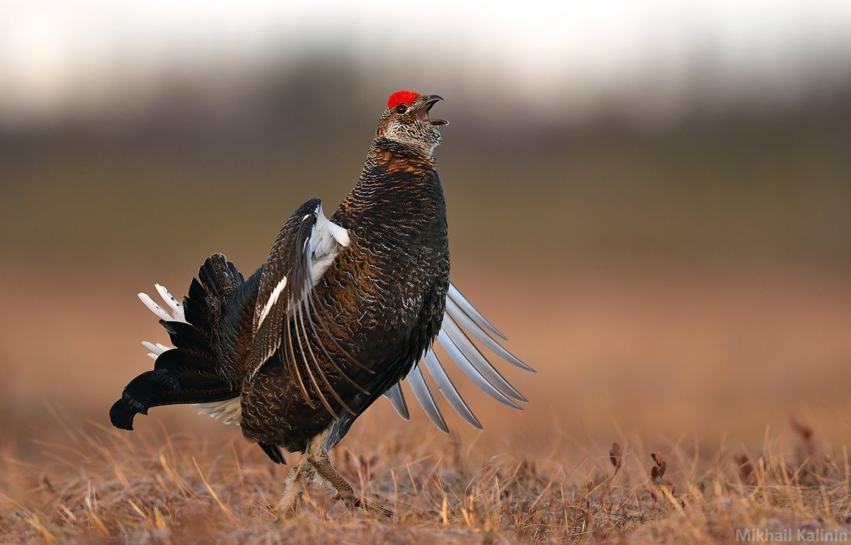 Краснобровый тетерев