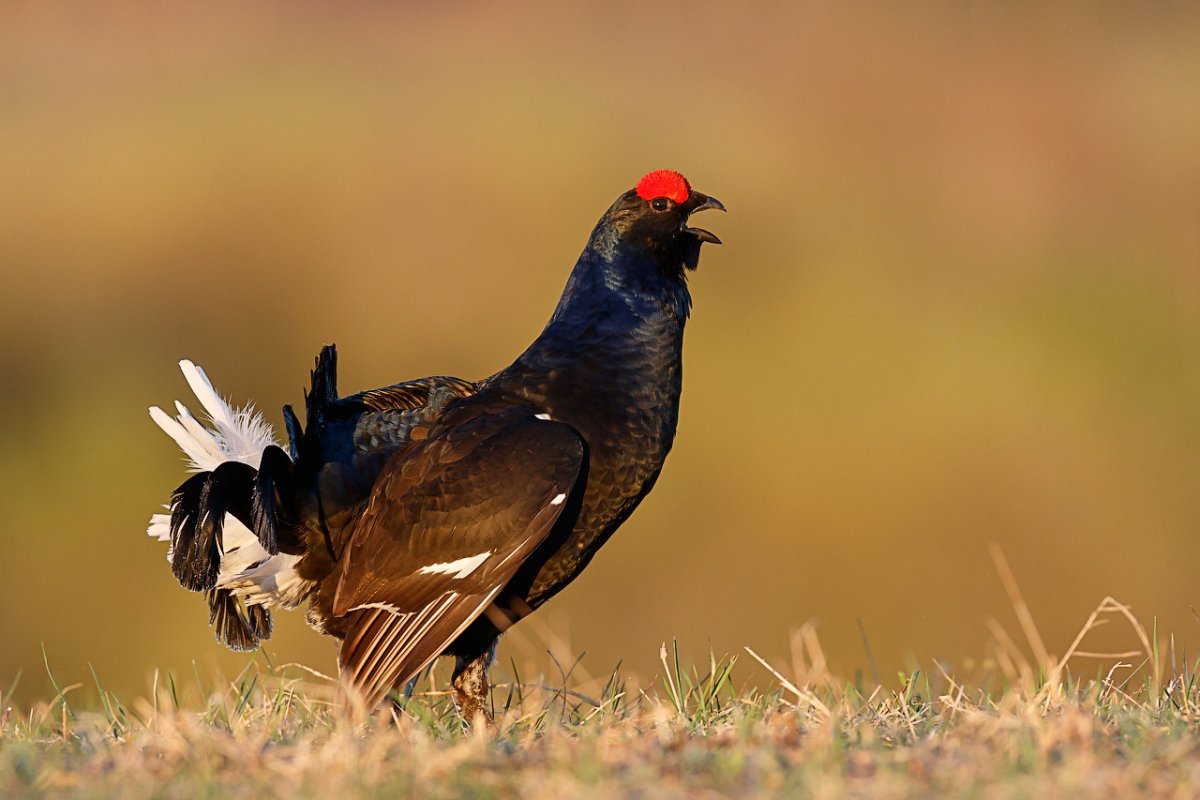 Тетерев Lyrurus Tetrix