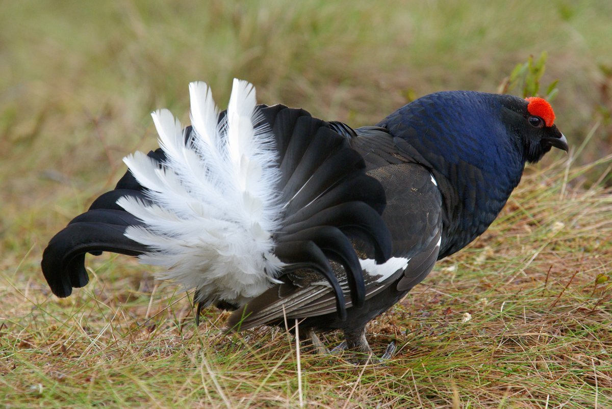 Тетерев-Косач (Lyrurus Tetrix)