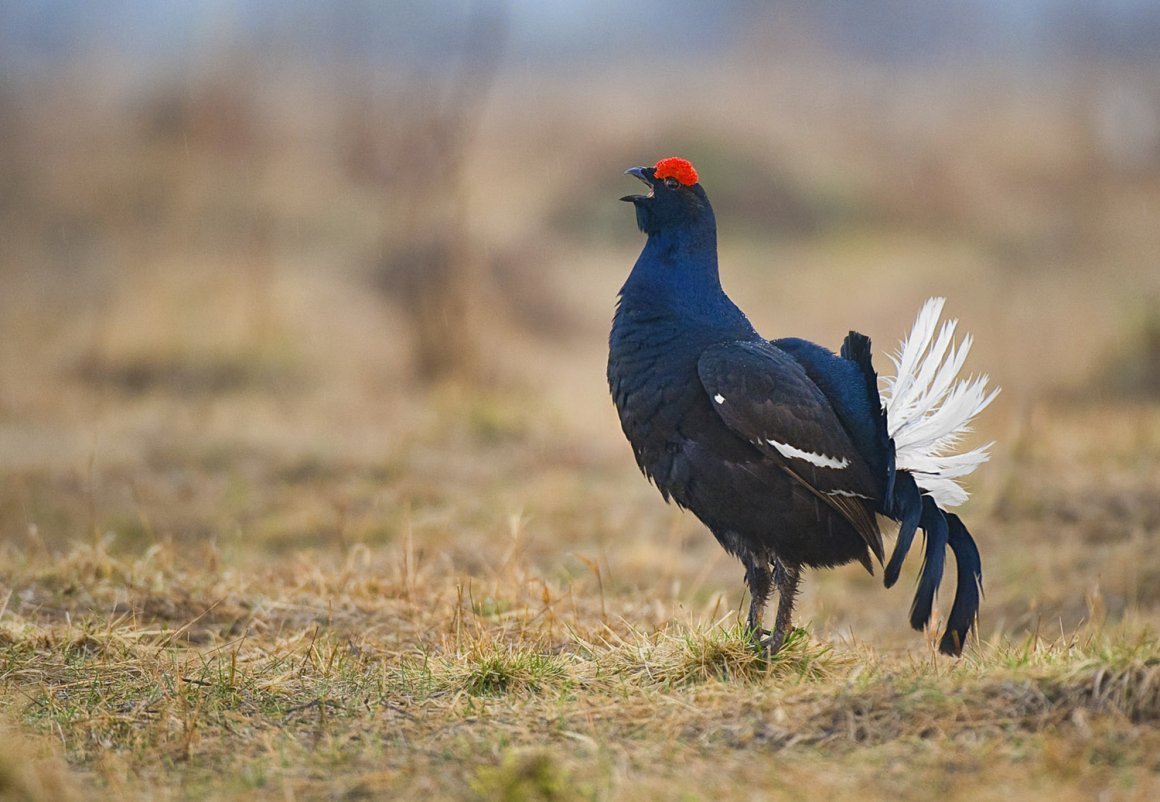 Кавказский заповедник кавказский тетерев